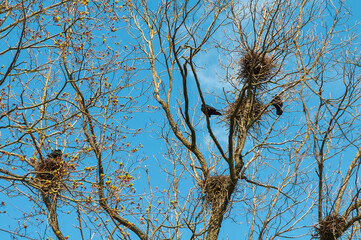 crows nests on a tree on a clear spring day