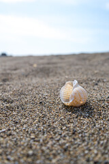 夏　想い出　砂浜　海岸　貝殻