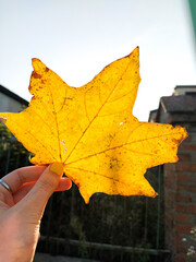 maple leaf in hand
