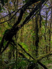 Fototapeta premium Beautiful closeup view of the majestic and massively green rain forest in Costa Ricas Pico Blanco