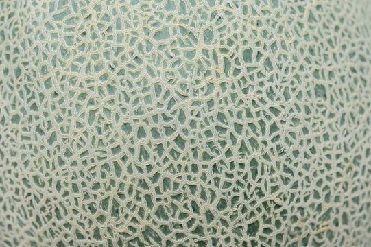 Green neon melon