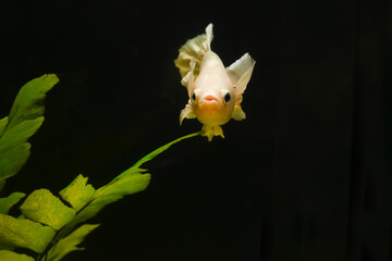 Thai fighting fish with water plants