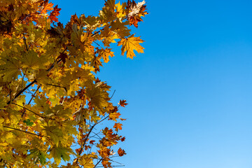 Autumn maple with yellow leaves on blue sky background with copy space