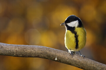 Obraz premium The great tit (Parus major) sitting on the branch with yellow background