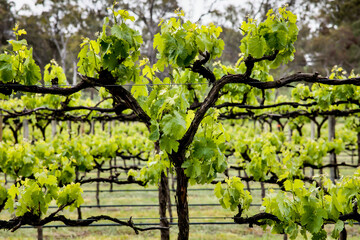 Vineyard in Spring - Closeup - Leaves - Vines