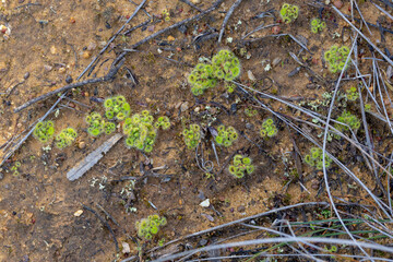 Drosera glanduligera close to Chittering, Western Australia