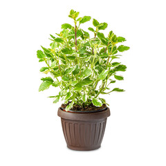 Lime green coleus plant