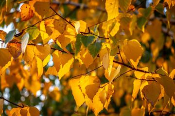 Bright colorful leaves on bushes and trees in the autumn.