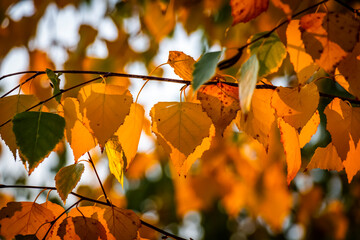 Obraz premium Bright colorful leaves on bushes and trees in the autumn.