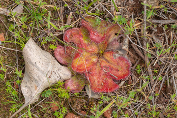 Drosera collina close to Chittering, Western Australia
