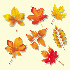 Autumn leaves design vector illustration