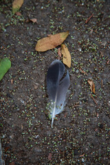Bird feather on the pavement. Fluffy feather on a stone gray pavement.