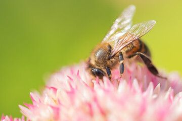 Honey bees collect pollen Spiraea flower. Macro shot.