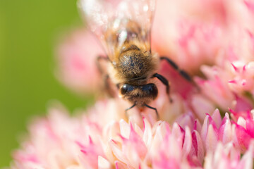 Honey bees collect pollen Spiraea flower. Macro shot.