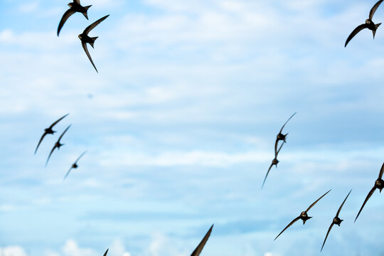 Swifts fly in the sky against the background of clouds