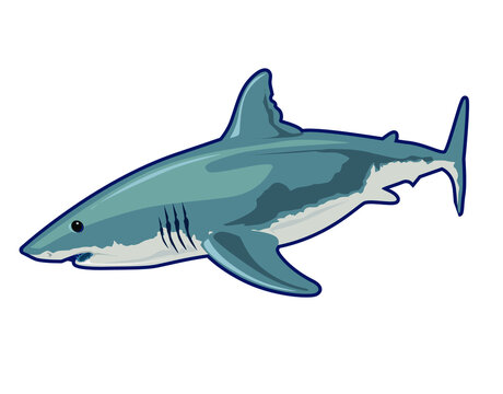shark mascot cartoon in vector