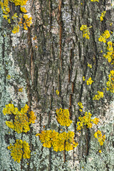 Yellow lichen on the bark of a tree. Tree trunk affected by lichen. Moss on a tree branch. Textured wood surface with lichens colony. Fungus ecosystem on trees bark. Common orange lichen