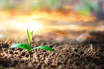 A young tree that is growing and the morning sunlight shines. Signifies growth Saving the world and reducing global warming