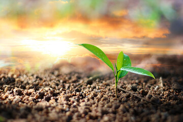 A young tree that is growing and the morning sunlight shines. Signifies growth Saving the world and reducing global warming