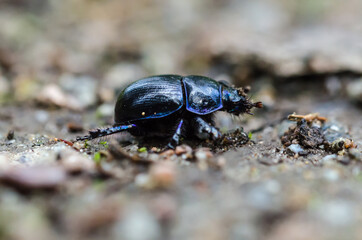Dor beetle close up
