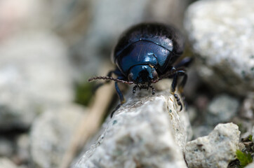 Black beetle on the go
