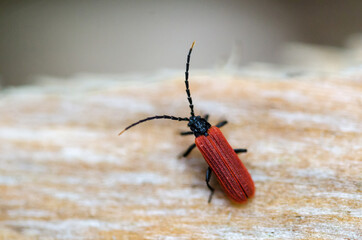 Beautiful red beetle close up