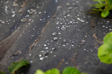 Raindrops on black spunbond after rain.