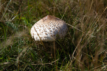 Beautiful mushrooms umbrellas grow outside in the green grass in summer.