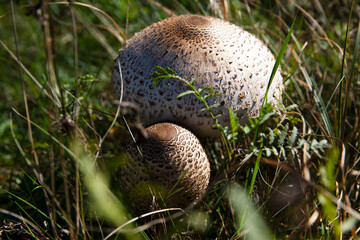 Beautiful mushrooms umbrellas grow outside in the green grass in summer.