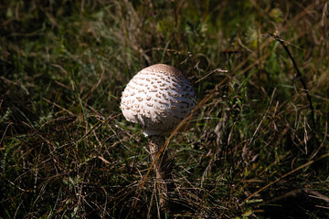 Beautiful mushrooms umbrellas grow outside in the green grass in summer.