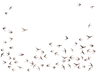 Flying swallow birds silhouettes vector illustration. Nomadic martlets swarm isolated on white. 