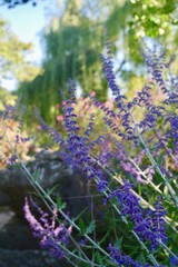 Obraz premium lavender in the field