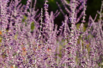lavender in the field