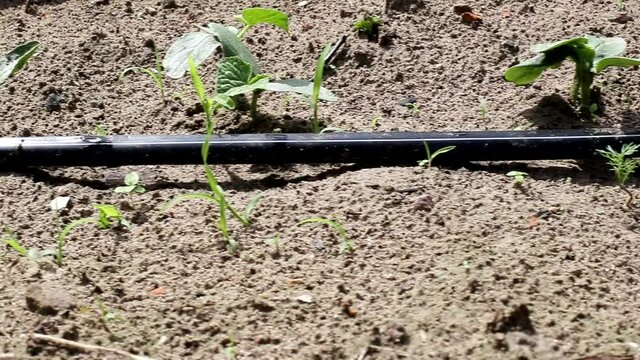 Plants get water using modern irrigation system drip irrigation, watering cucumber plants, industry, technology