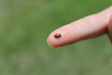 Lady Bird Bug © Chloe