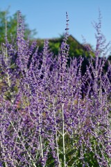 lavender in the field