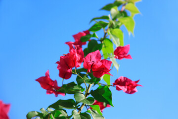 ブーゲンビリア