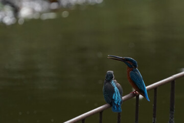 kingfisher in pond