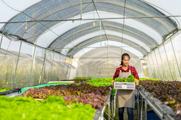 farmer ware agricultural gloves keep vegetable at hydroponic farm and observing growth vegetable meticulously before delivered to the customer.