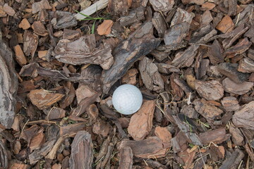 A golf ball isolated in a rough patch