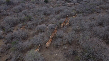 Giraffes running through the bush in a game reserve in South Africa
