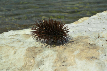 Sea urchin on a stone. Sunny day, Greece.