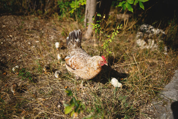 chicken with clings walking on the grass