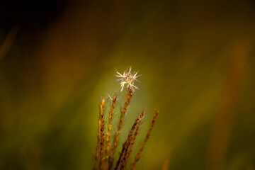 Blooming flower in the garden