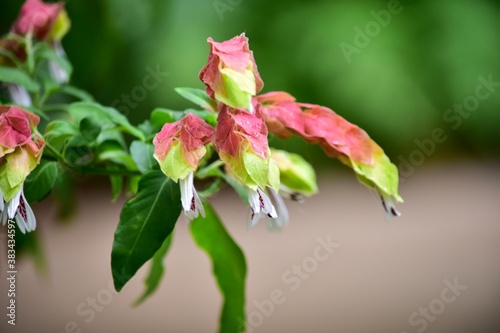 よく見ると確かに 海老 を連想させる形のコエビソウ April Wall Mural Apr Bogey Yamamoto よく見ると確かに 海老 を連想させる形のコエビソウ April Wall Mural Apr Bogey Yamamoto