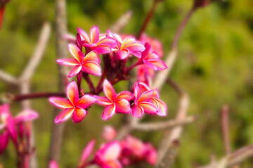 Fototapeta premium Plumeria pink yellow white flower and frangipani floral