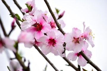 公園などではほとんど目にすることができないアーモンドは春を告げる花です