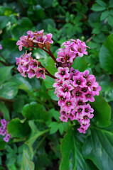 Obraz premium Bergenia cordifolia purple flower blossom beautiful summer