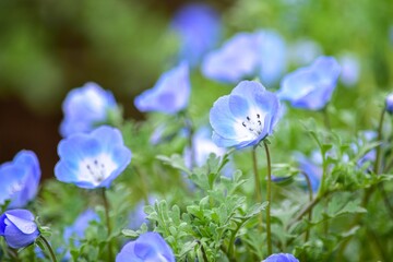 青いキャップを被った幼稚園児のように並んで咲くネモフィラ