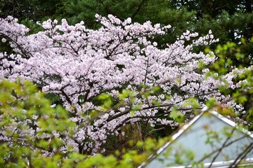我が世の春をおう歌するかのように咲いているサクラの花